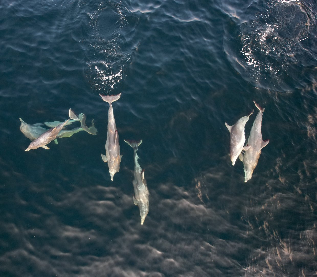 dolphin pod