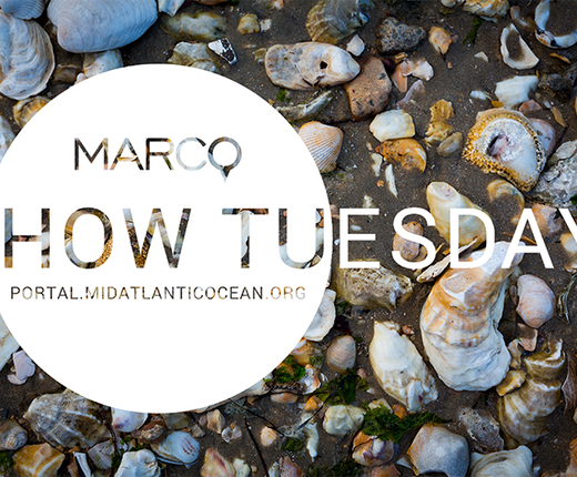 November 2023 How Tuesday: Intro to the Portal