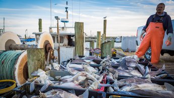 commercial fishing dock