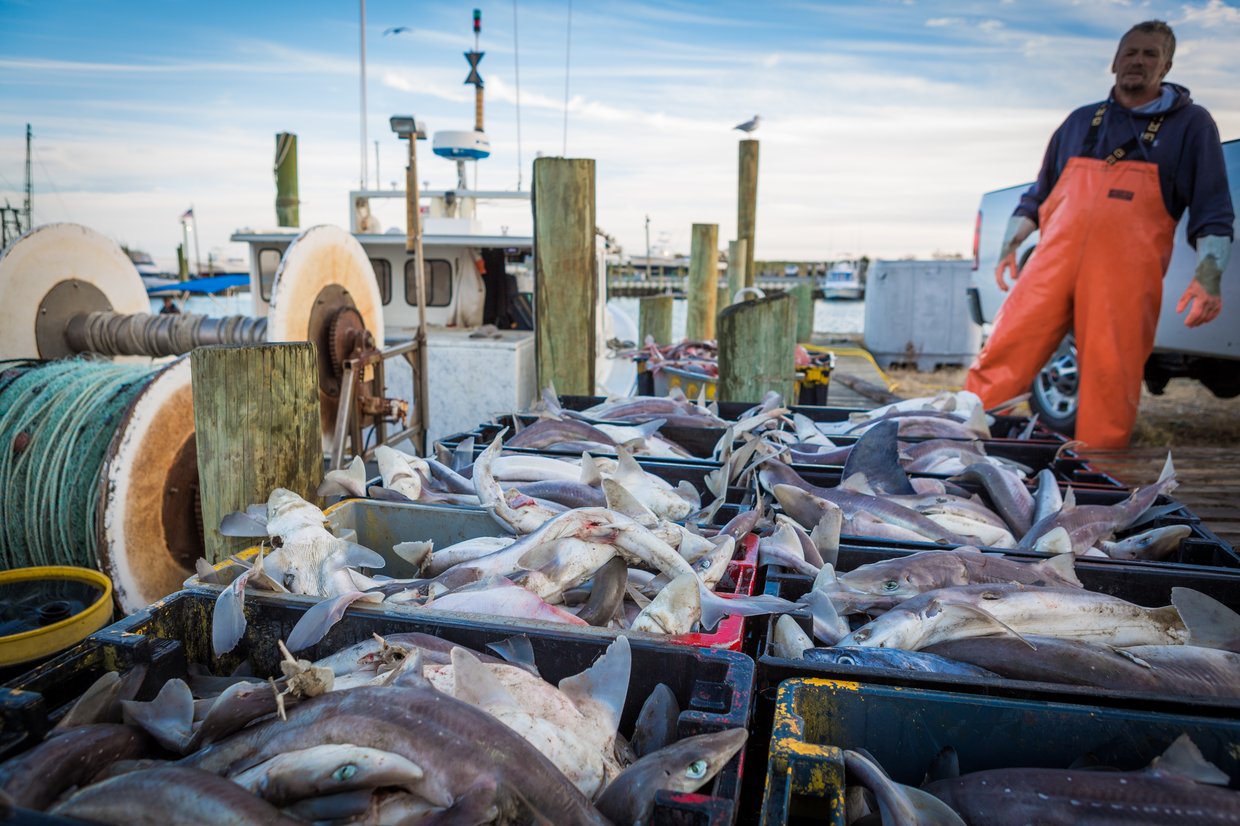 commercial fishing dock