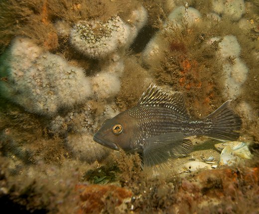 New Fish Biomass Time Series Sliders and Maps Showing Potential Vulnerability of Fish Species to EMF