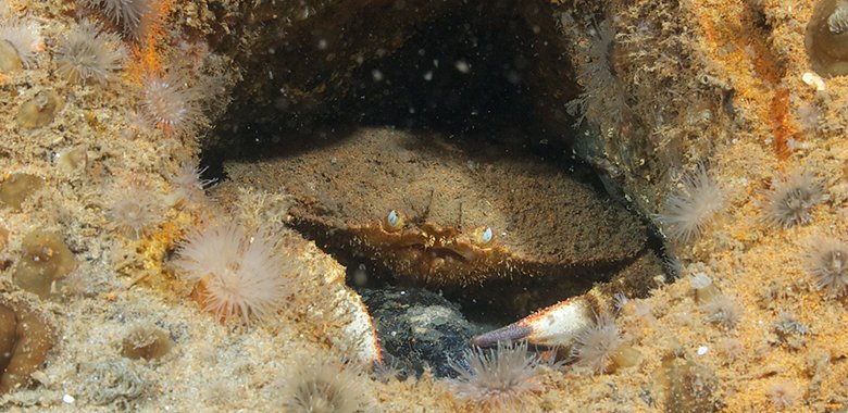 Ocean Acidification Surface Measures