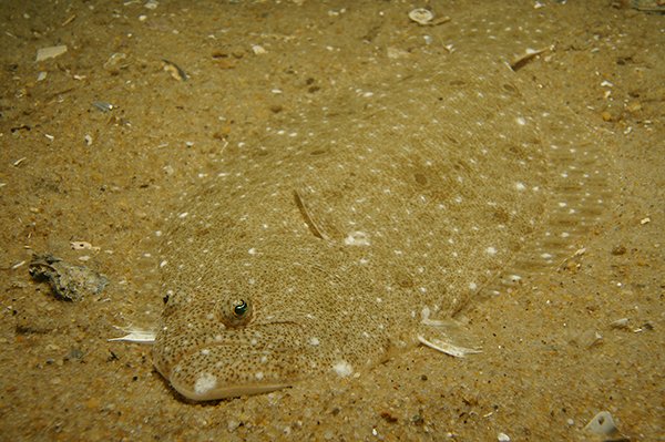 Summer flounder