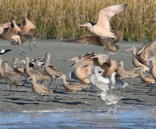 New Map Collections for Mid-Atlantic Birds, Fishes & Marine Mammals 