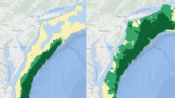 black sea bass before after