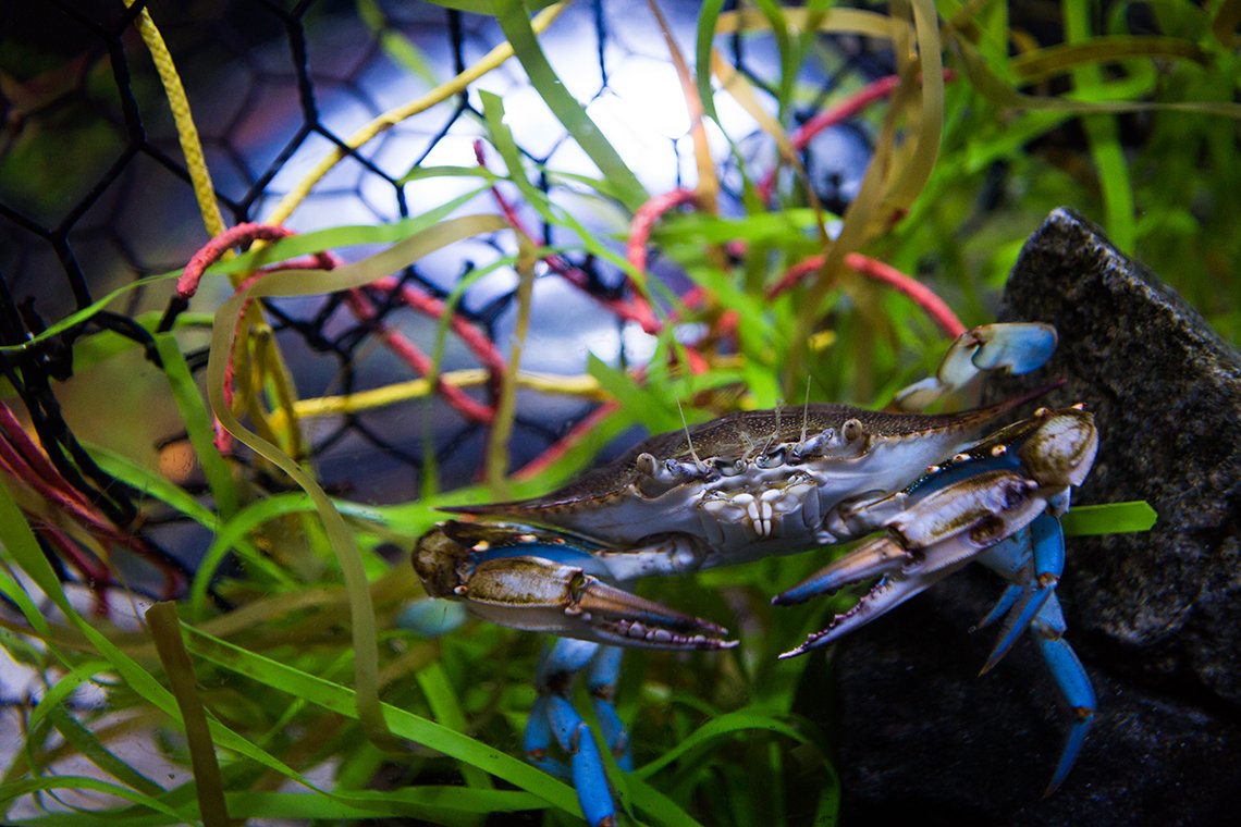 blue crab