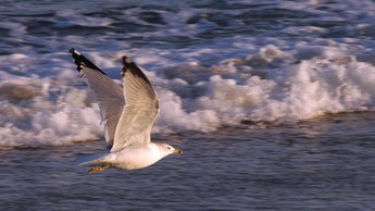 herring gull