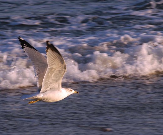 Updated Marine Bird Distribution Models for U.S. Atlantic Waters Added to Marine Life Library