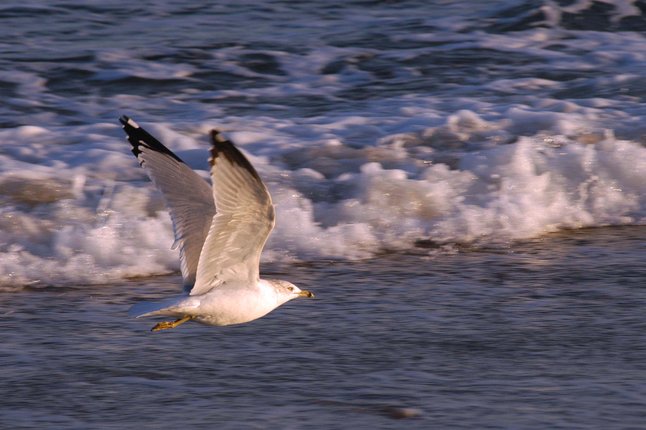 2026 NY State of the Science on Offshore Energy, Wildlife, and Fisheries
