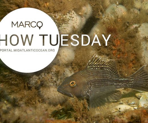 Watch Our January Webinar on Northeast Regional Marine Fish Habitat Assessment Data