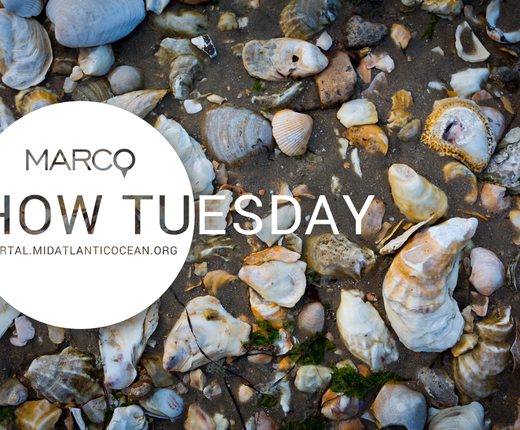 Watch: Coastal and Ocean Acidification Monitoring Data Webinar