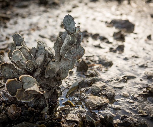 Virginia Blue Crab, Oyster and SAV Sanctuaries Added to Marine Planner