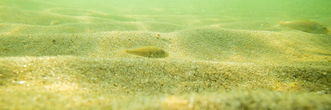 sandy sea bottom strip