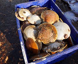 Map Shows Reproductive Potential of Atlantic Sea Scallop Across Most of the Species’ Range