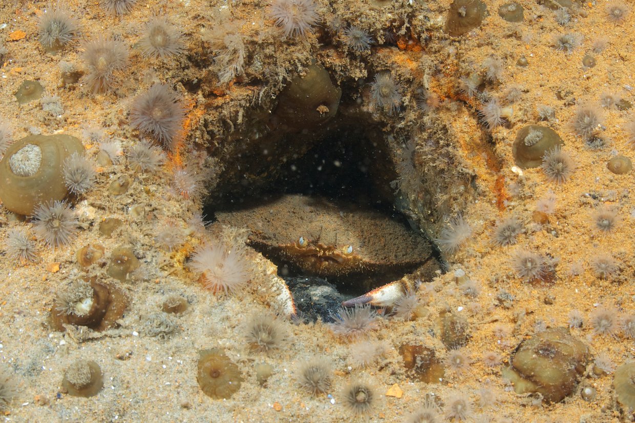A crab hiding on the seafloor