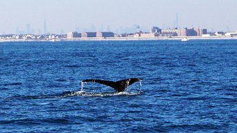 ny humpbacks1