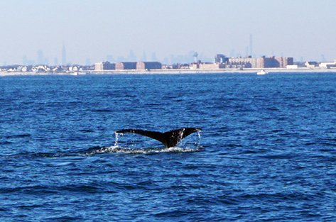 Citizen Scientists Track Resurgence of Humpbacks in New York Harbor