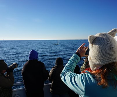 See Mid-Atlantic’s Top Areas for Whale and Dolphin Watch Tours